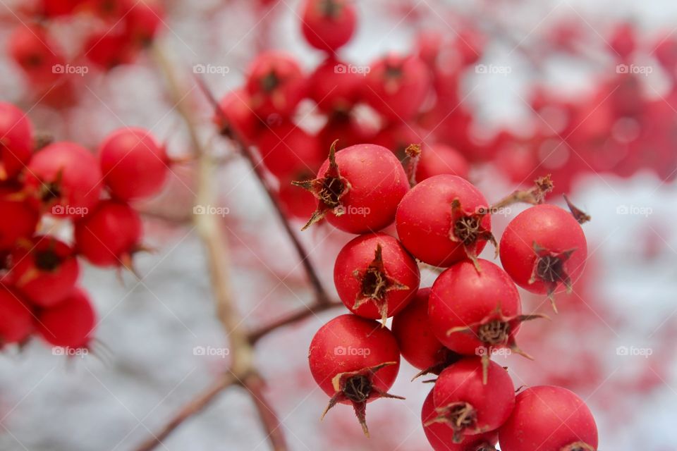 Red berries 