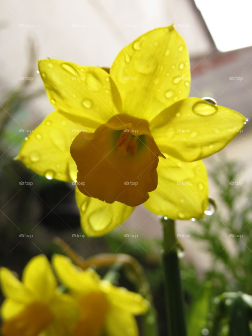 daffodil in the rain 