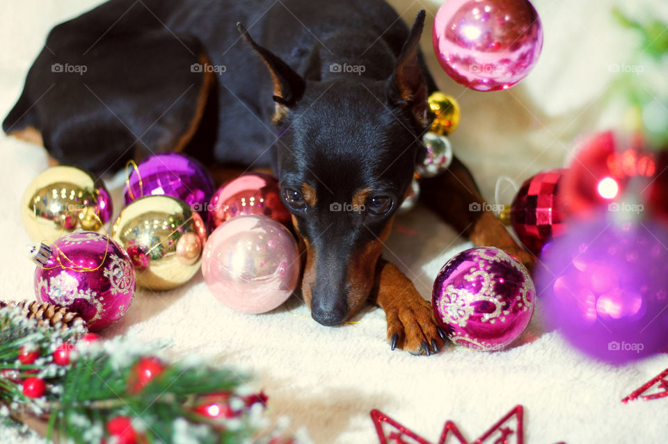 Christmas pinscher dog