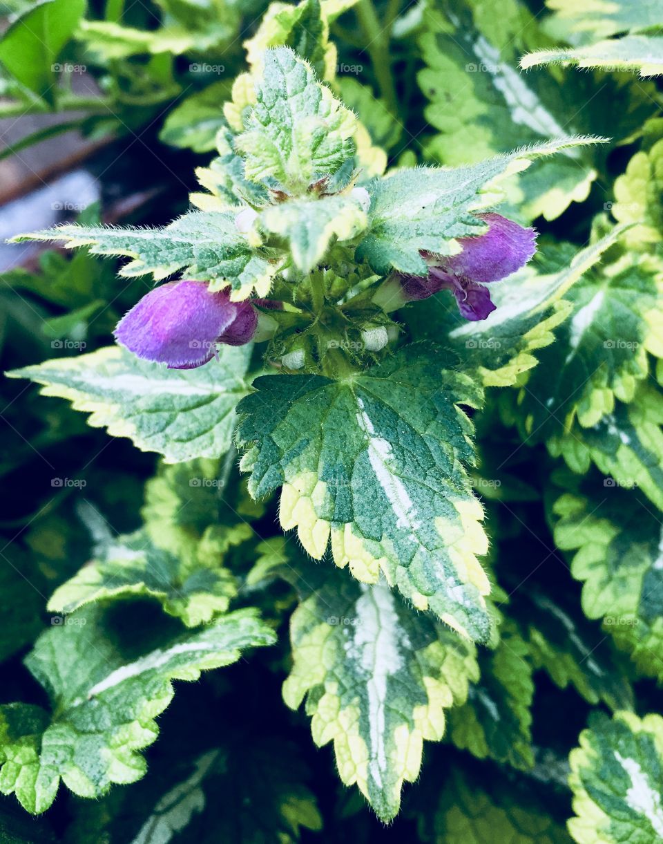 Lamium