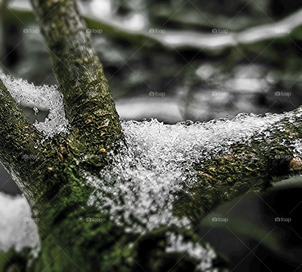 Snow melting on tree