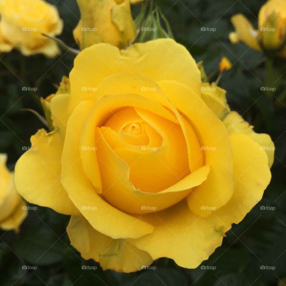 Elevated view of yellow rose