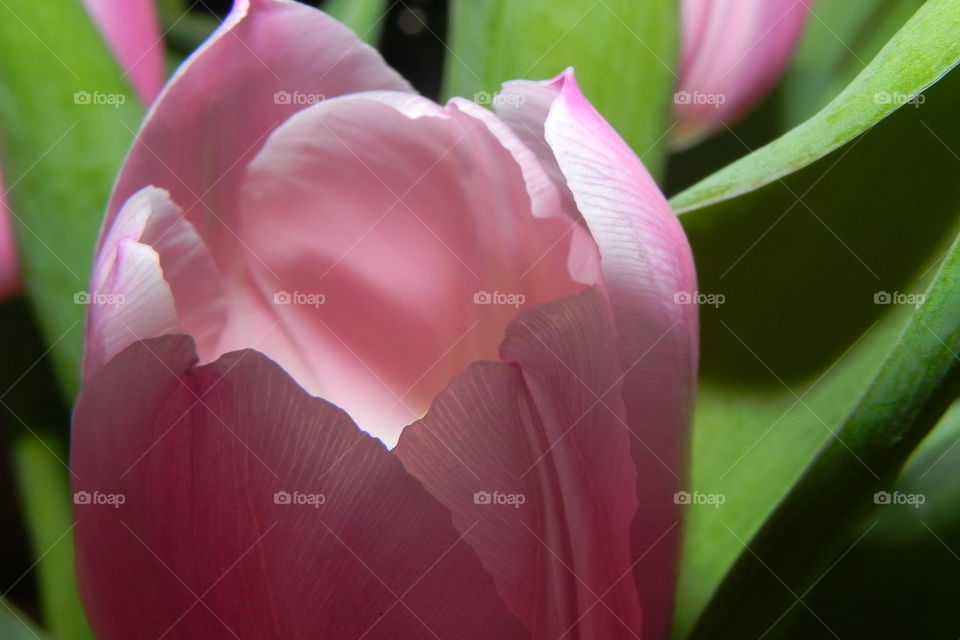 Tulip