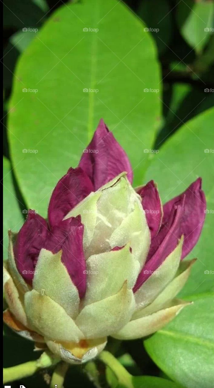 rhododendron flower