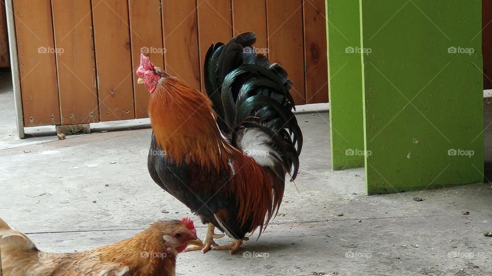 a closeup shot of a white and brown rooster