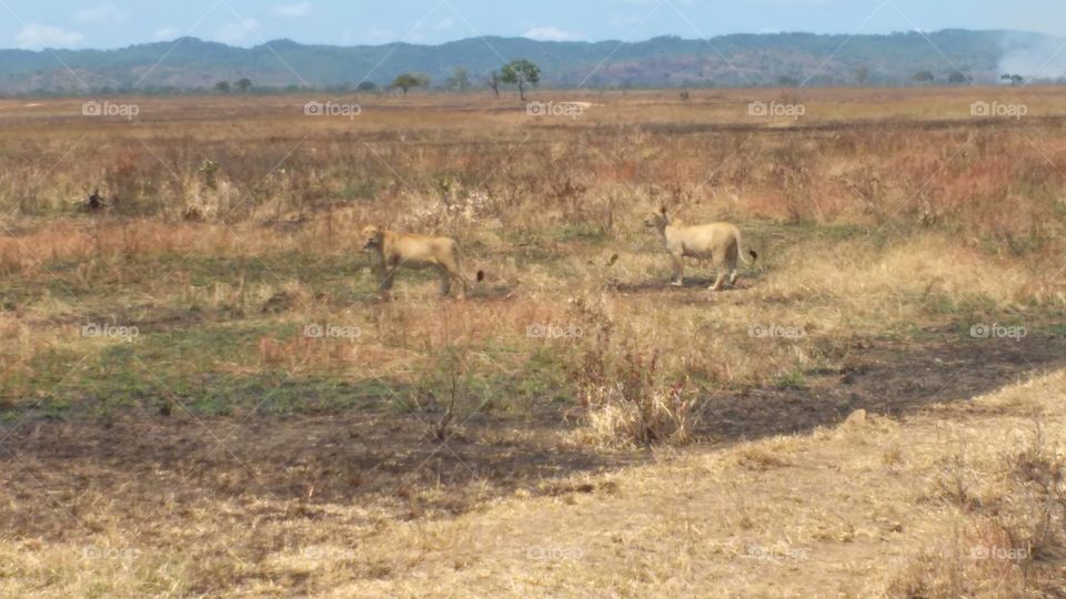 Encounter with two wandering lions