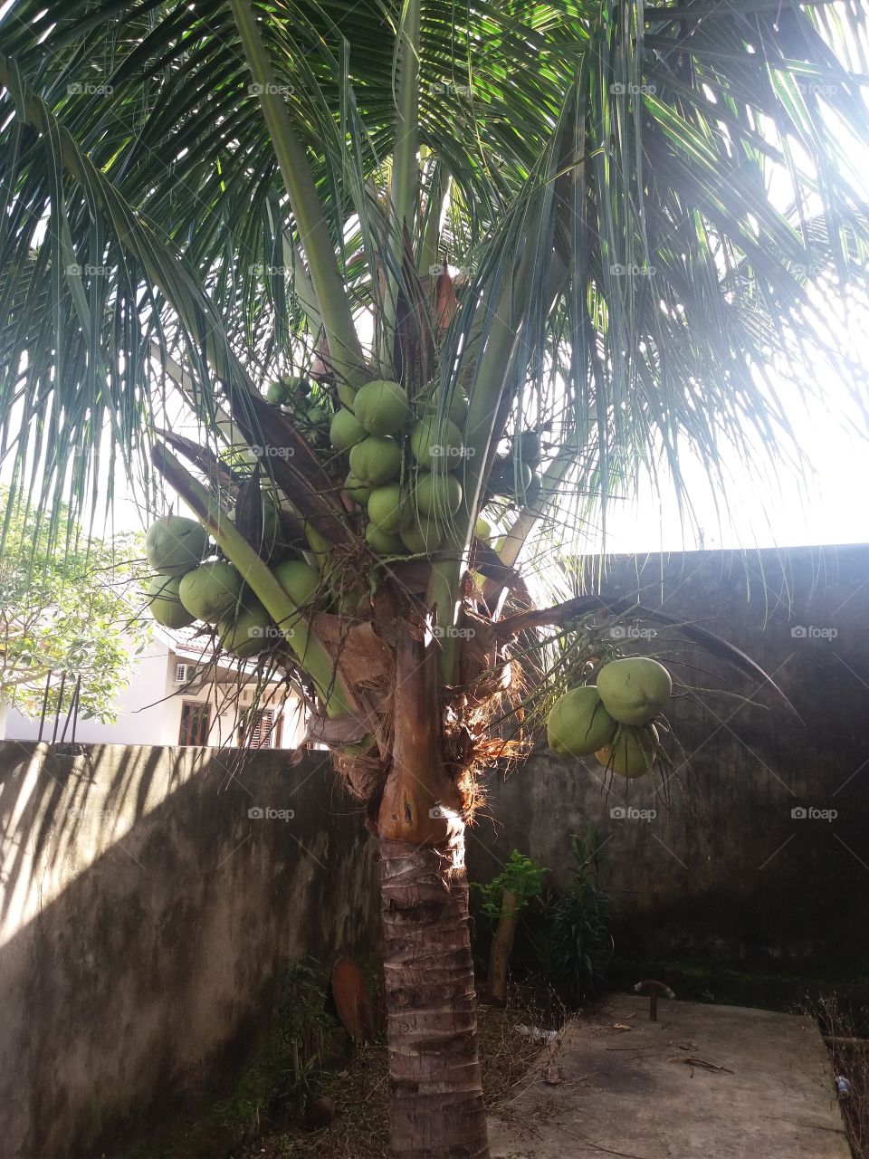 coconut light