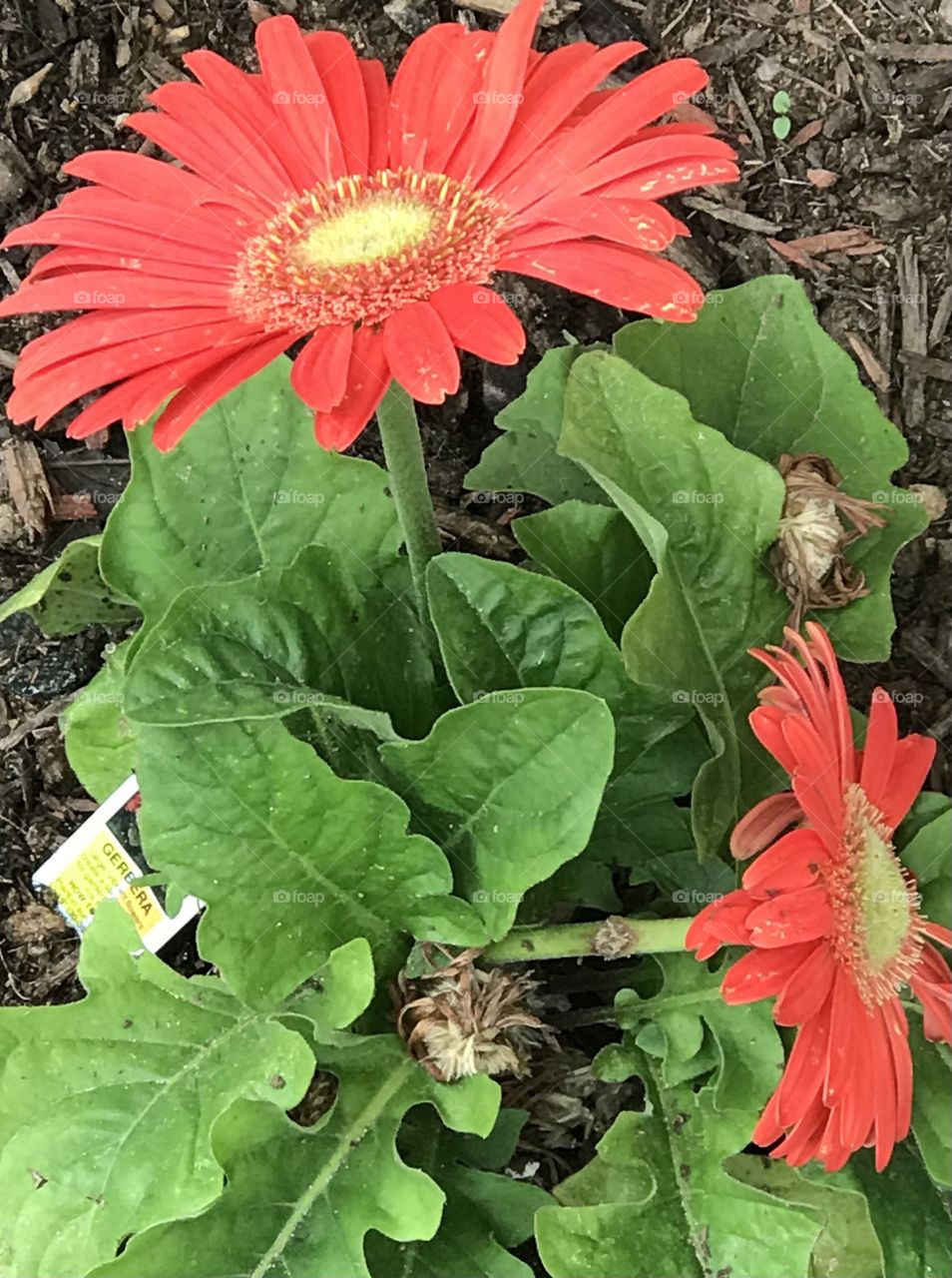 Orange Gerber Daisies 