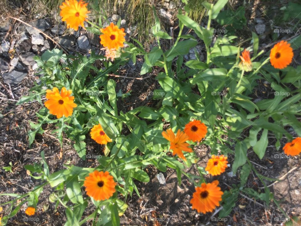 California Poppies in the Wild 