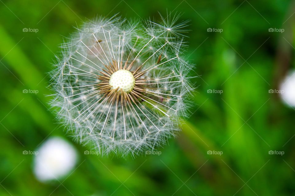 Only the half of a Dandelion blossom 