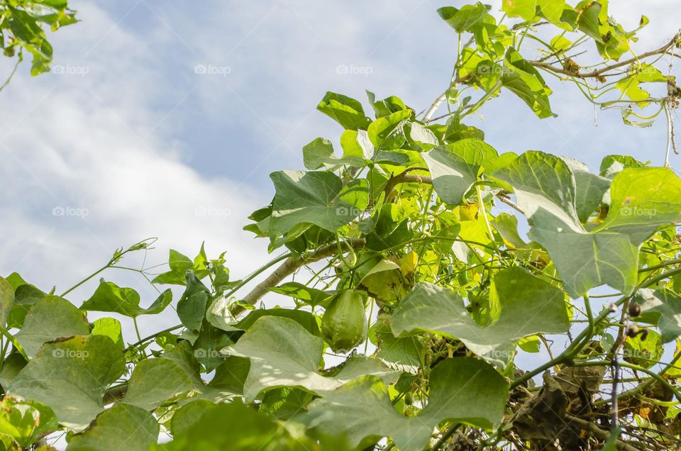 Christophine Vine And Fruits