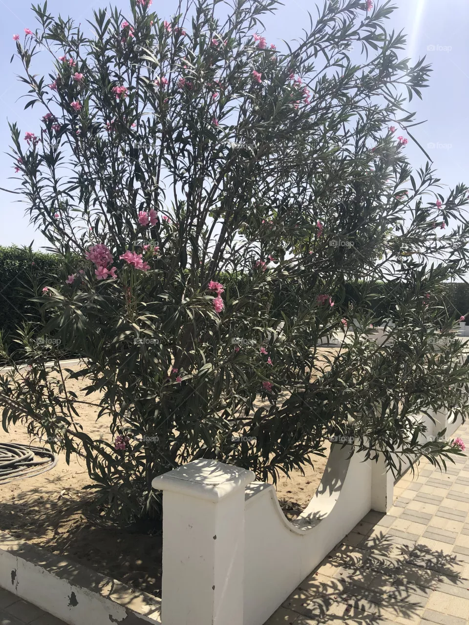 Plant