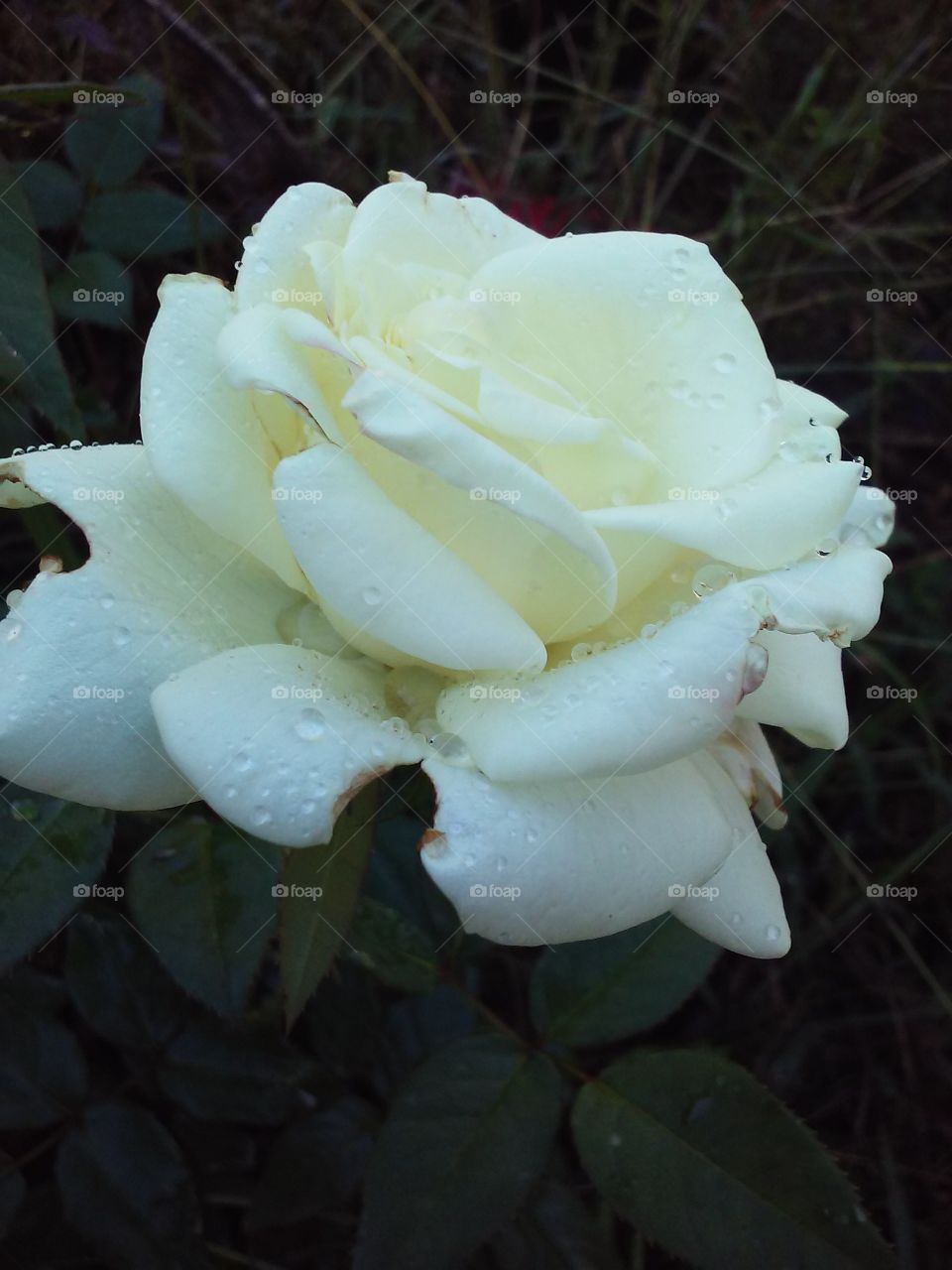 White Kennedy Rose Bloom