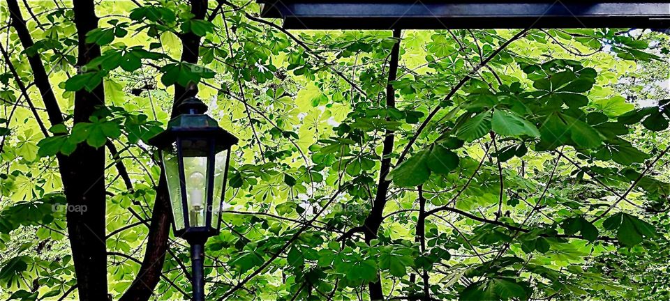 Lush vegetation in the parkland of the „Nordfriedhof“, the northern cemetery of „Munich“, capitol of „Bavaria“, Germany. An old fashioned iron cast lantern can be seen on the far right. 2023. Hypnotic Productions