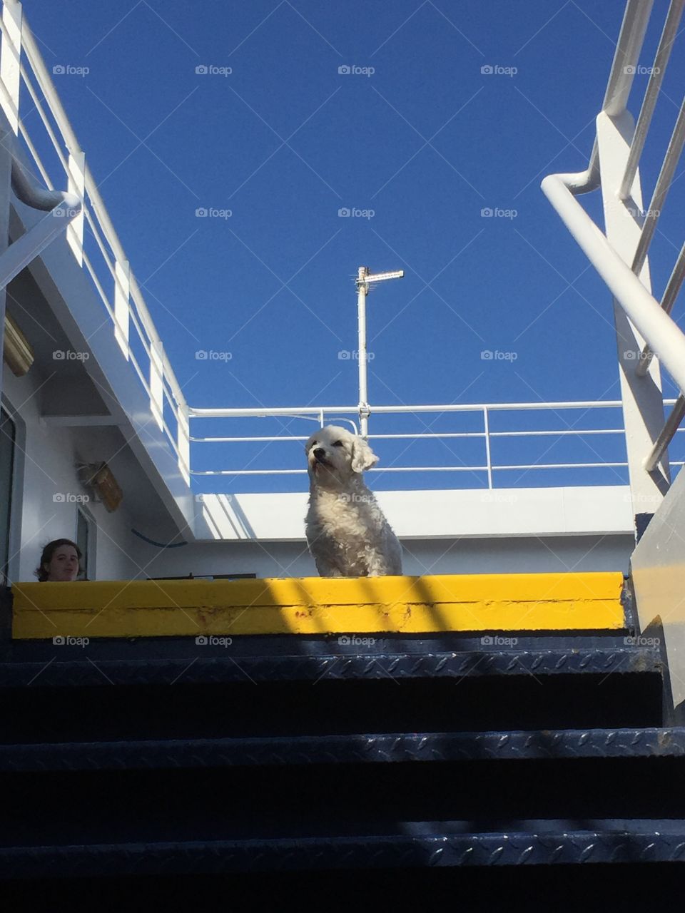 My Dog on the Ferry 