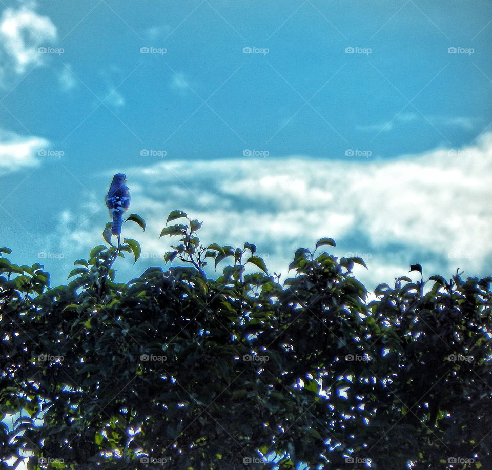 blue jay on a tree top