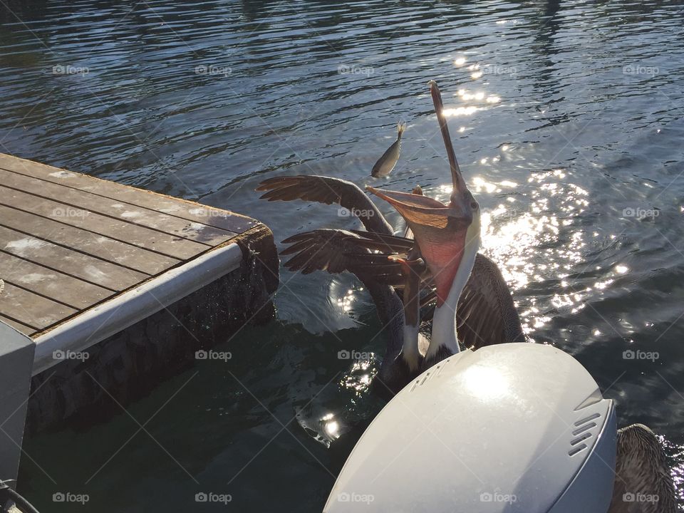 Pelican Gobbles Fish. Pelican hanging by our boat was tossed a fish in San Diego, CA.