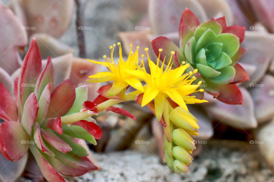 Blossomed succulent