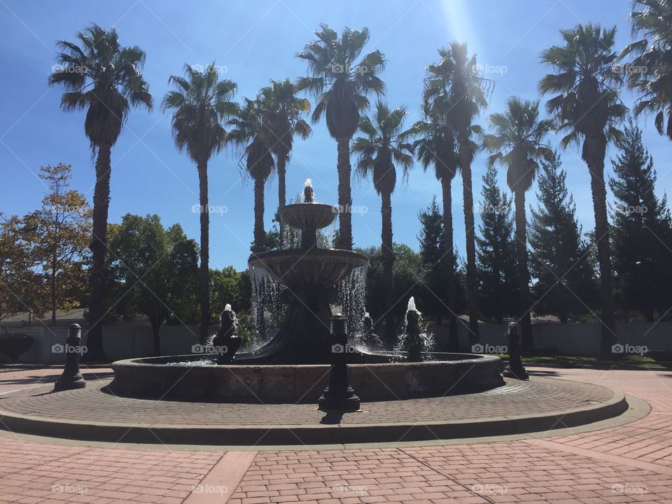 Water fountain& palm trees