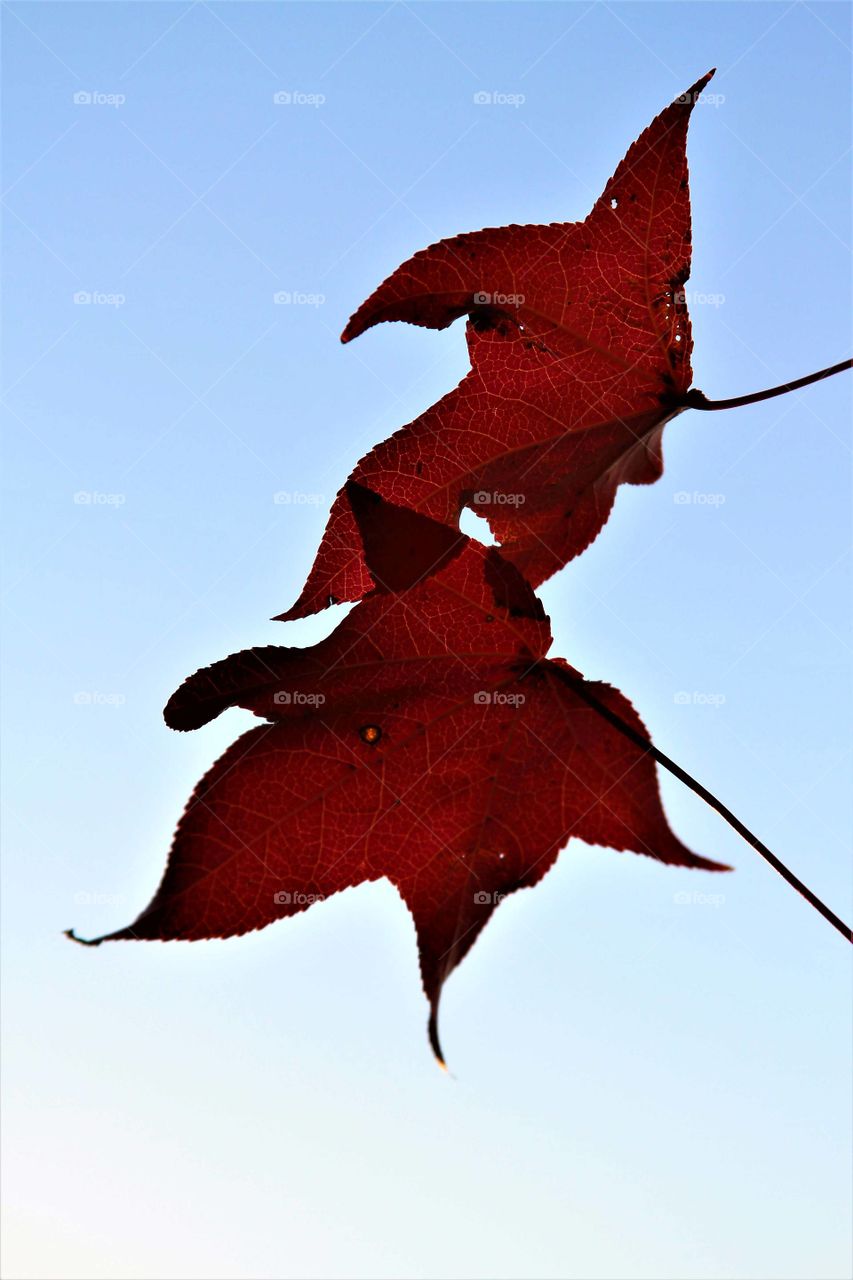 red autumn leaves like flags under blue skies.