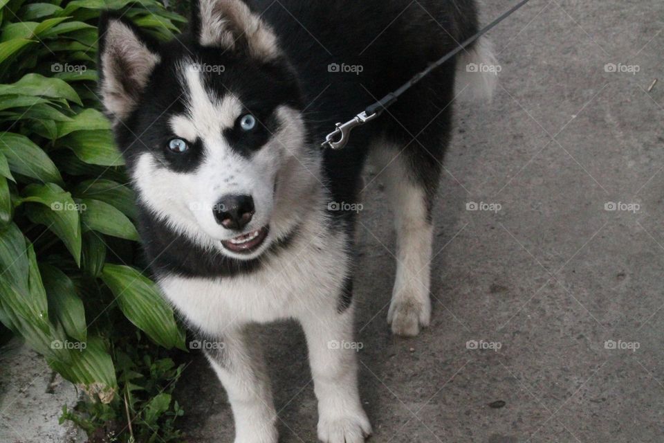 Huskies with beautiful blue eyes