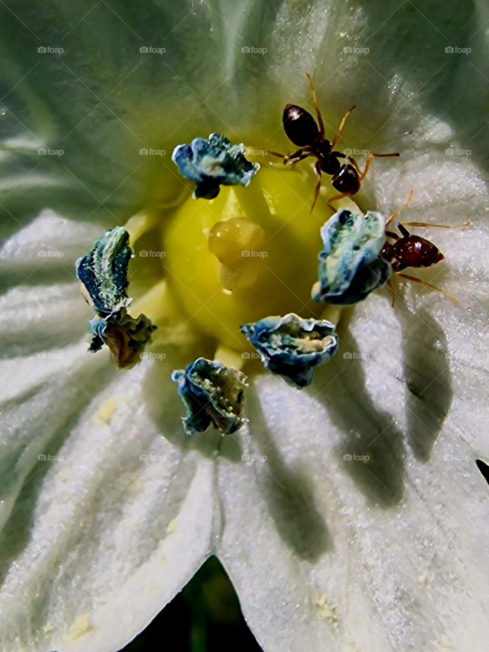 ant on flower