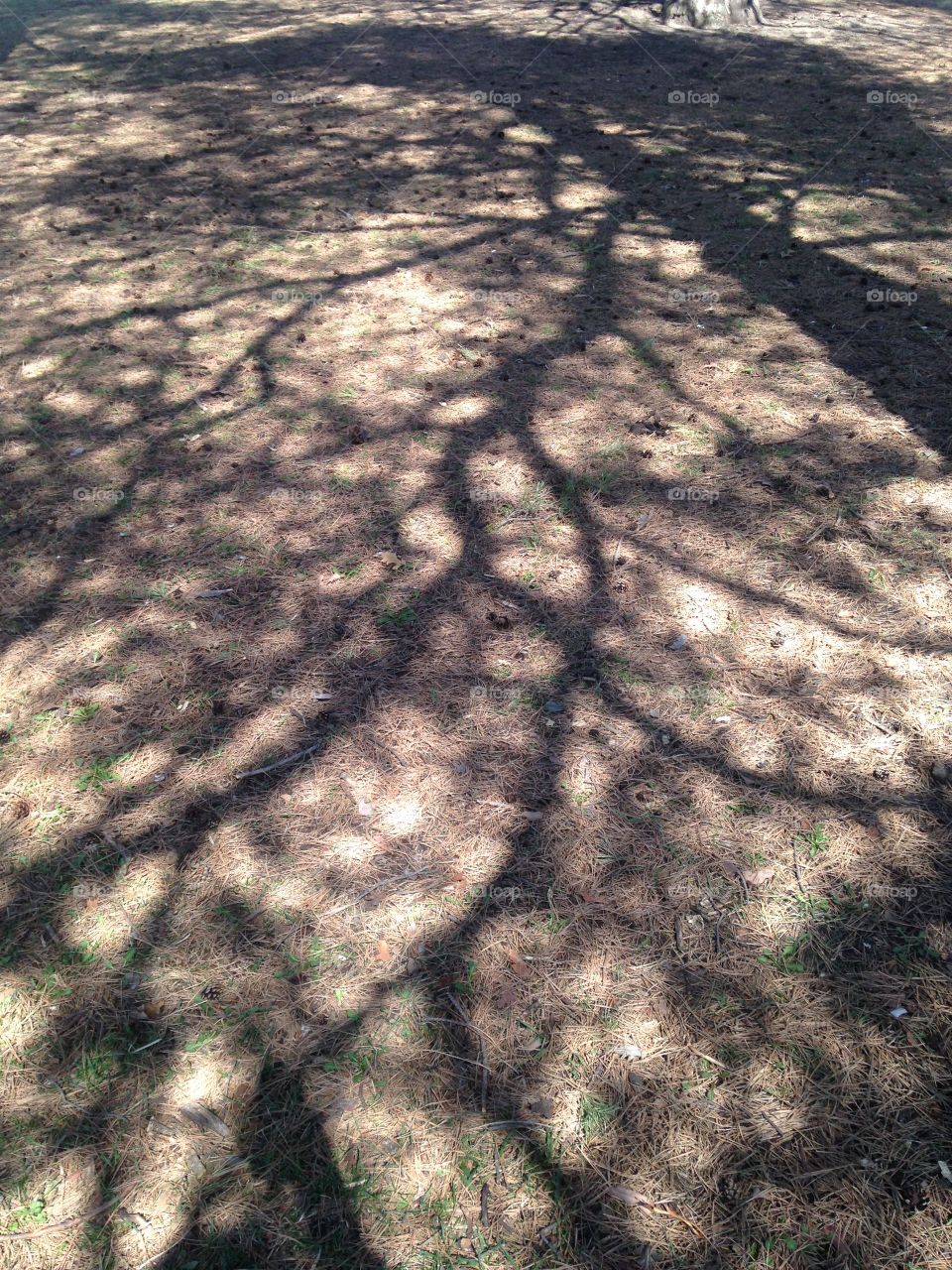 Branches shadows