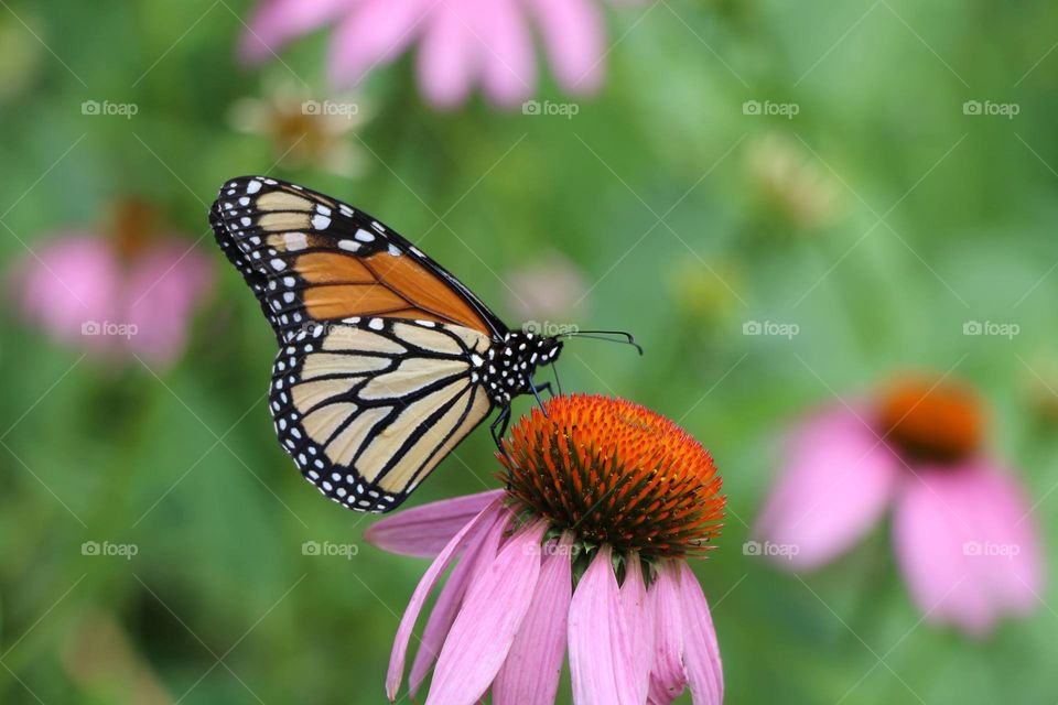 Beautiful Monarch on a Coneflower in a summer prairie