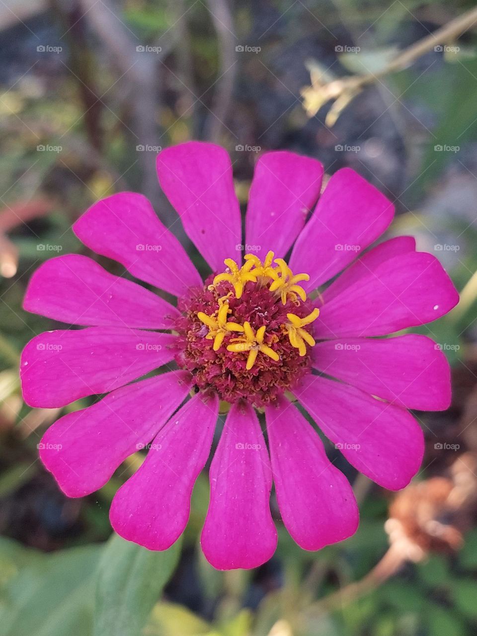 close up beautiful color of zenia flower in the garden. bright and colorful flower