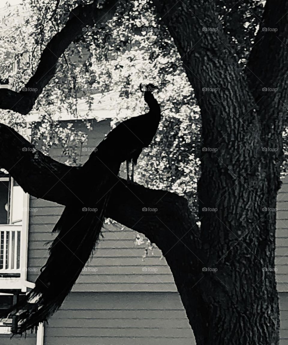 Black and white silhouette of a peacock sitting in a tree at the bay house in Texas. 