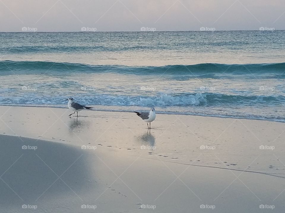 Panama City Beach Florida Seagulls