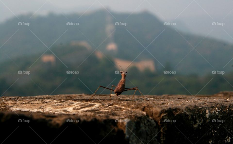 Praying Mantis on The Great Wall of China
