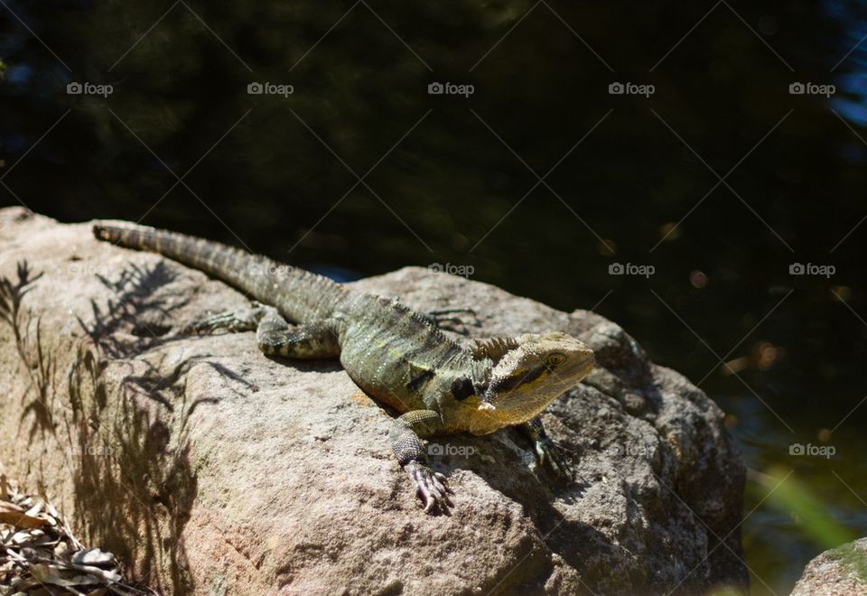 Bearded Dragon