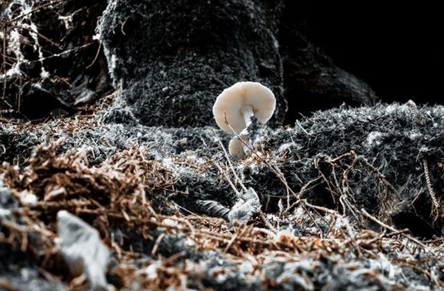 Mushroom nature