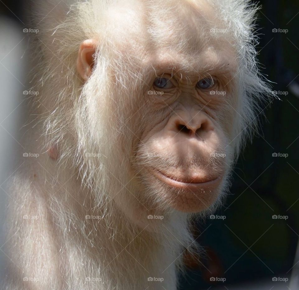 Albino orangutan