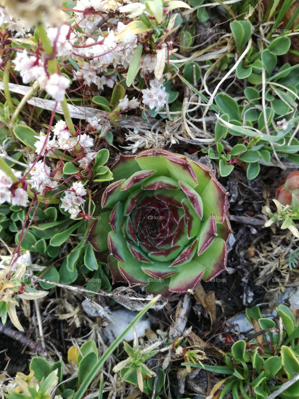 Succulent. In the mountain