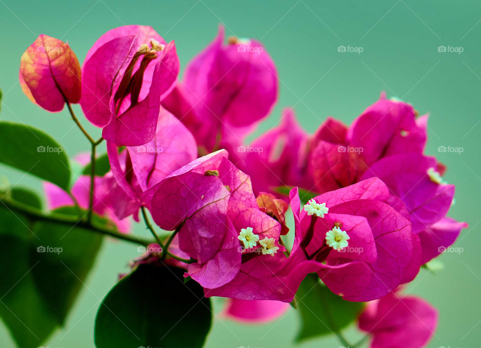 Floral photography - Bougainville Flower