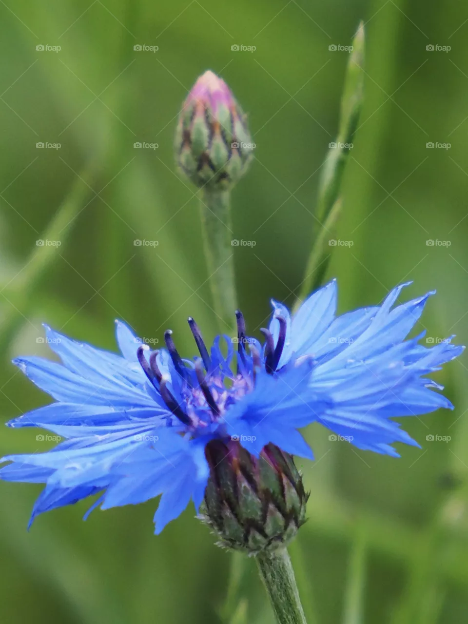Ryeflower