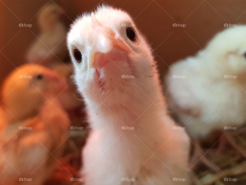 A young chick says hello to the world