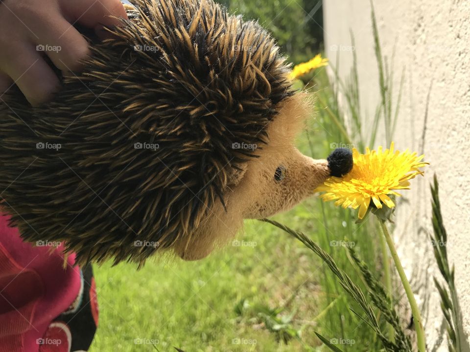 Cute Toy Hedgehog Smelling Dandelion Funny