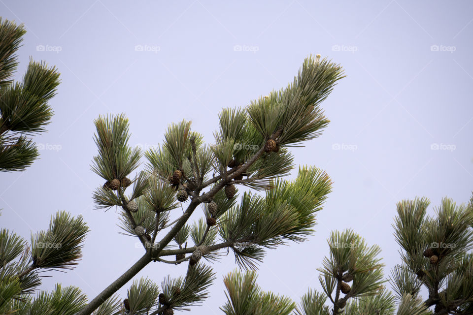 Baby Pine Cones