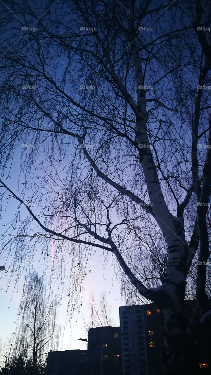 Winter sky and tree