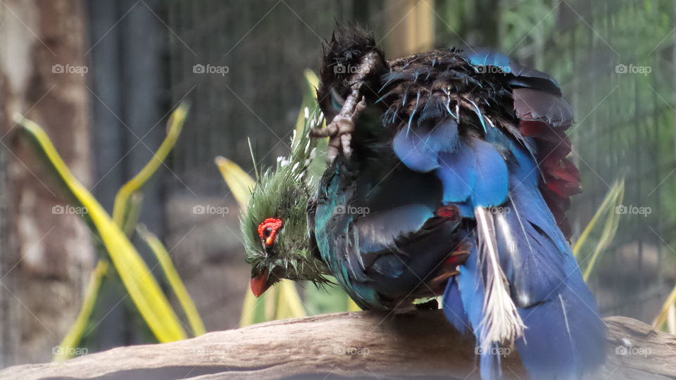 Bird, Feather, Wildlife, Nature, Portrait