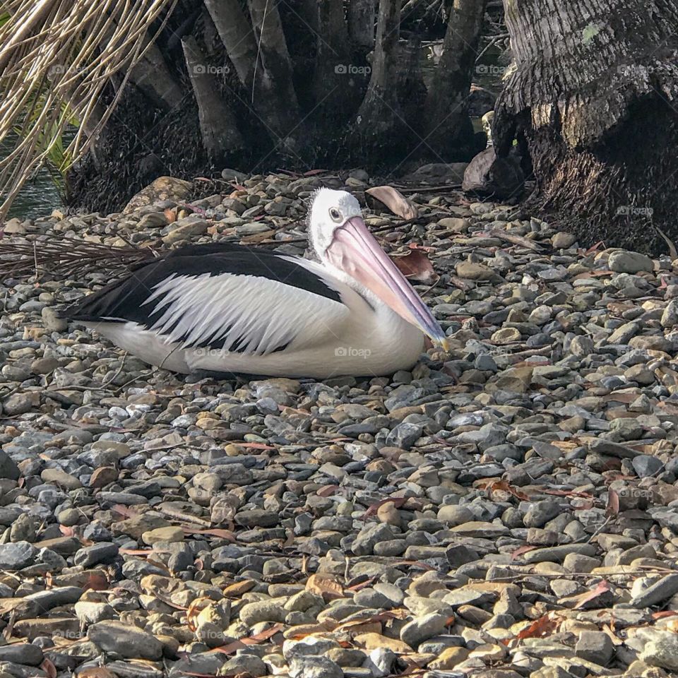 Australian pelican 