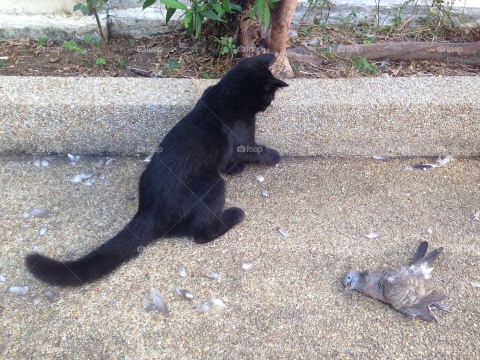 Black kitten & bird 