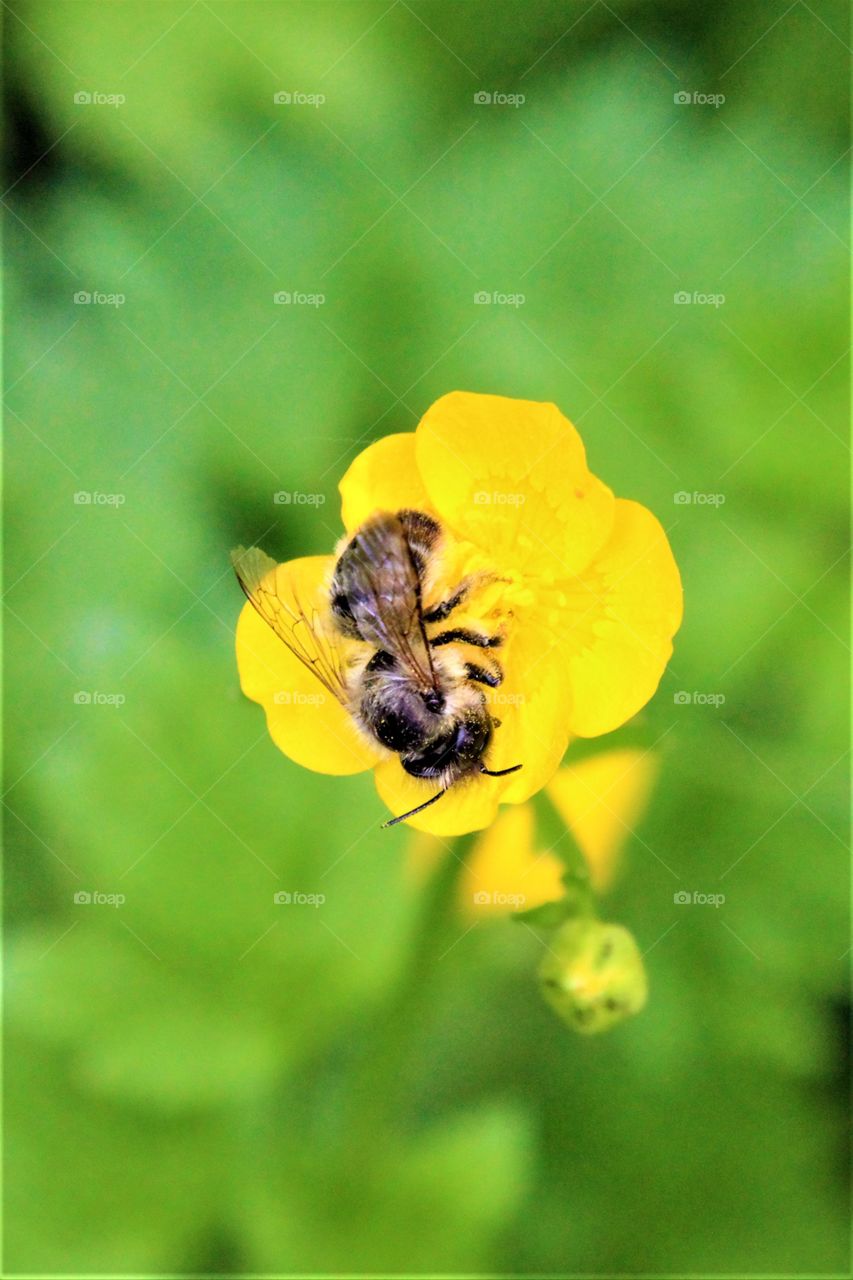 bee