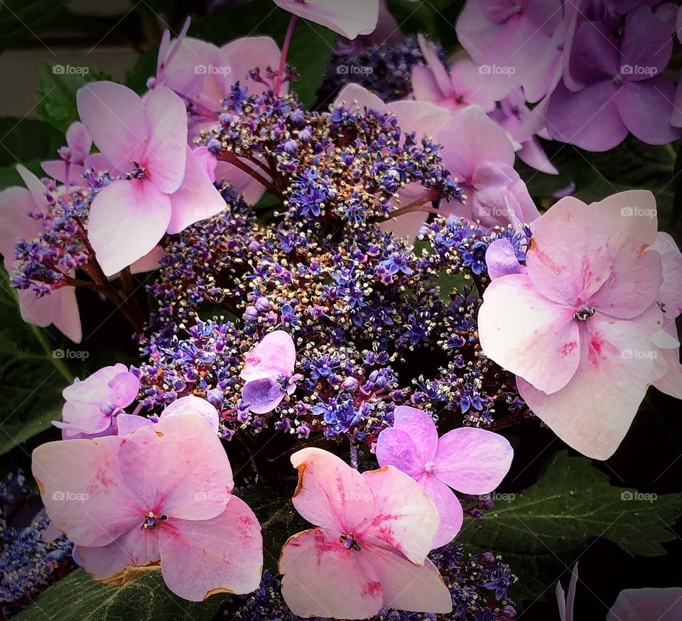 Pink and purple hydrangeas 