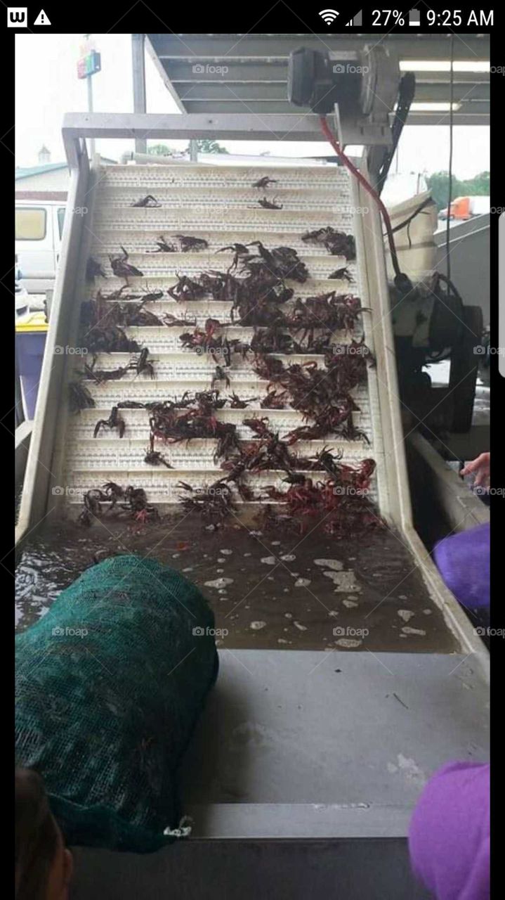 Trip to Crawfish farm