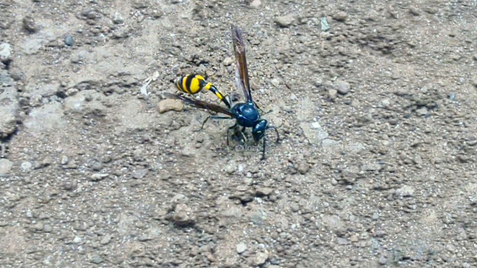 wasp capable of stinging multiple times.