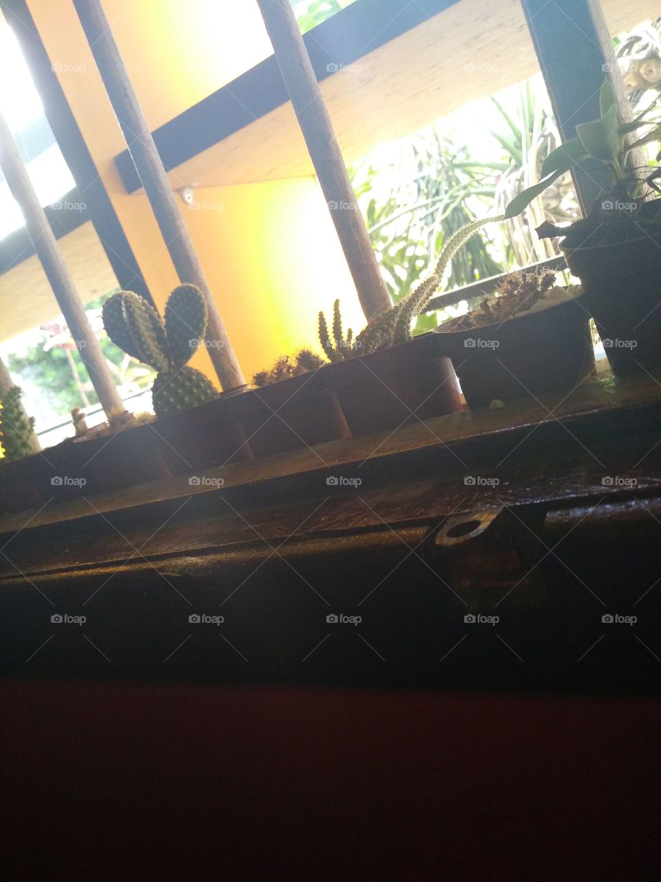 love cactos e suculentas